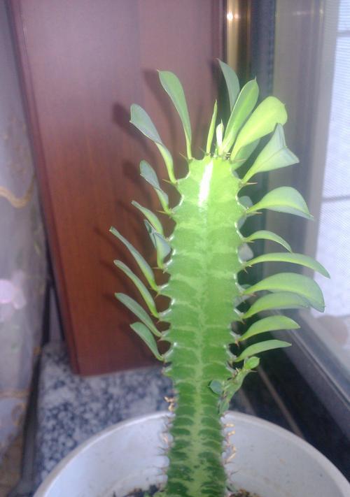 巴西龙骨的神秘之花（开花的样子与生长环境探秘）