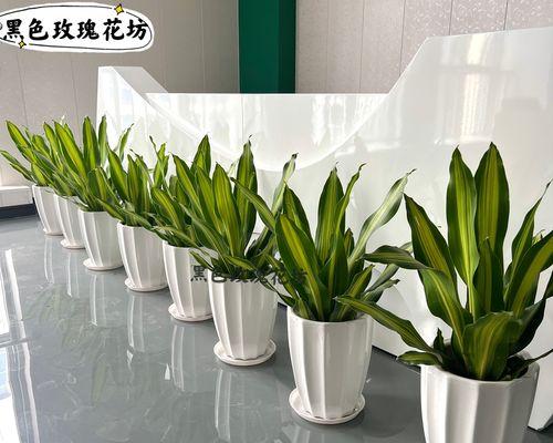 巴西美人的风水之道（摆放位置与寓意详解，助你改善家居运势）