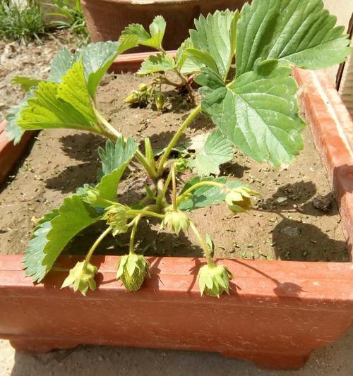 草莓盆栽种植指南（选择种子、培育环境、肥料施用等关键要点详解）