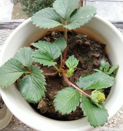 草莓盆栽种植方法（教你轻松栽培属于自己的草莓，快来看看吧！）