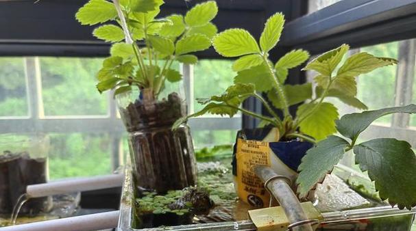 草莓水培VS土培，谁更适合？（种植技术、产量、口感分析）
