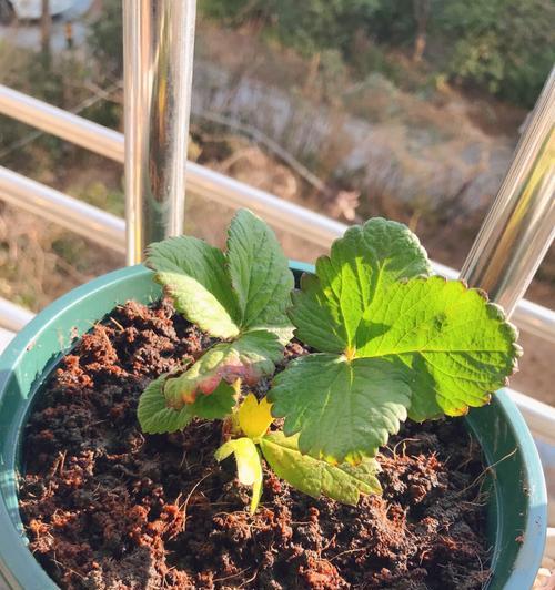 草莓的家庭养法（如何在家里种植健康的草莓）