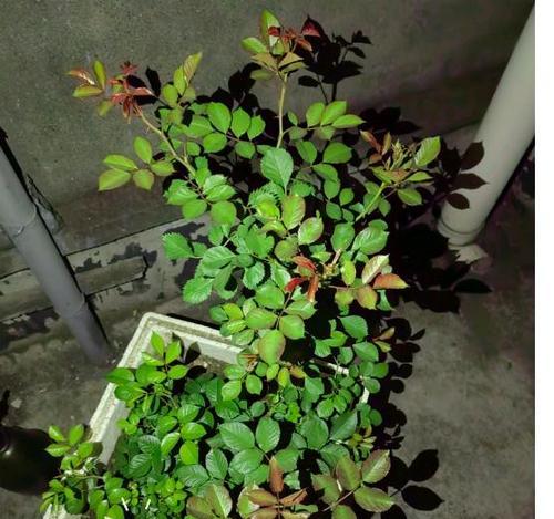 草木灰浇月季的效果及注意事项（月季爱好者必看！草木灰浇水的正确方法与用量）