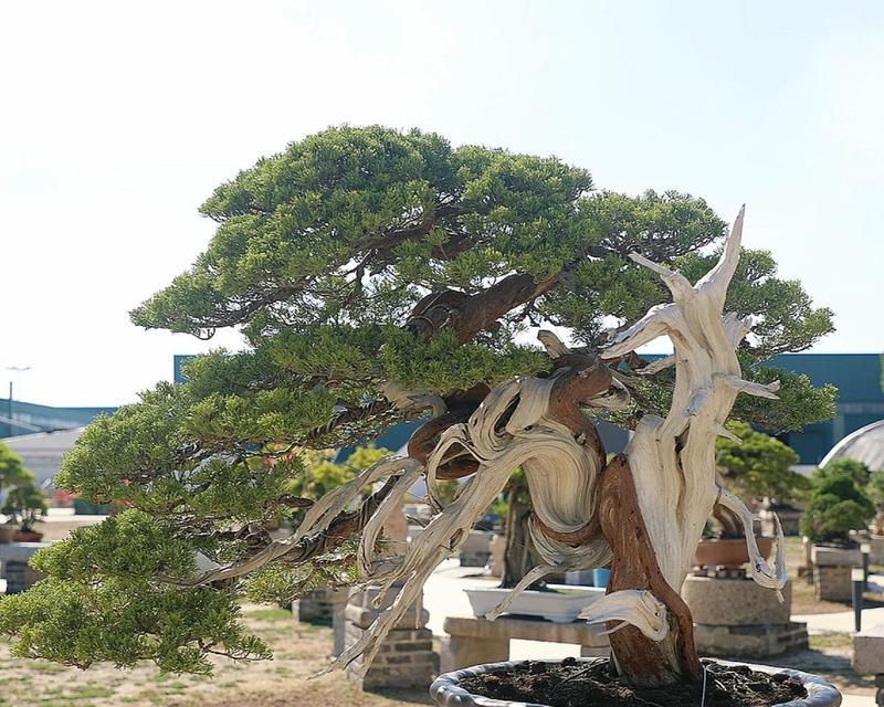 侧柏盆景的栽培与养护（掌握技巧，打造美丽盆景）