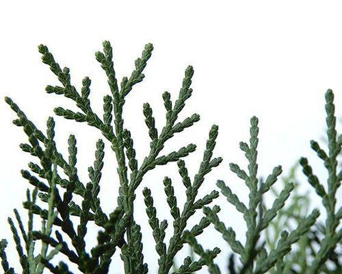 侧柏是蕨类植物吗？（解密侧柏的分类和特征）