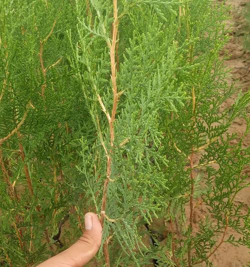 侧柏——一个古老而神秘的植物群体（探究侧柏的生物学特点及分类学归属）