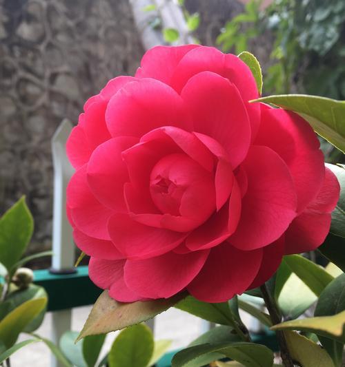 山茶花的开花季节（探究山茶花在冬季是否开花）