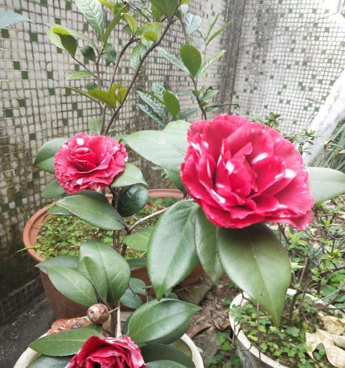 茶花花期管理方法与要点（掌握这些关键，让茶花更美丽）
