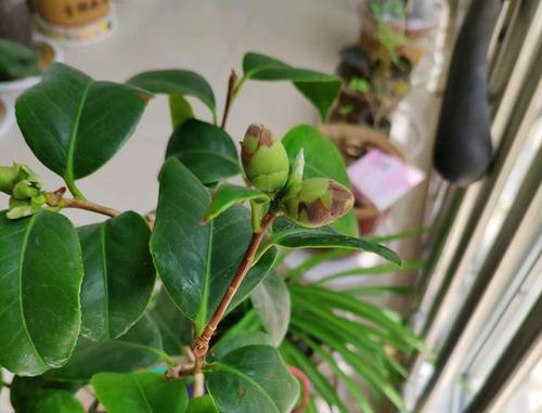 茶花老掉叶子怎么办？——护理茶花的有效方法