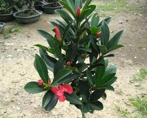 茶花的雌雄同株性质探究（茶花的生殖方式及其影响因素）