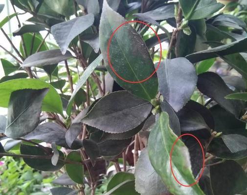 茶花树枯枝的处理方法（如何有效地处理茶花树枯枝？-）