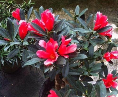 茶花喜阳还是喜阴？——散射光照与高温影响下的适应性比较（茶花的生长习性与适应性分析）