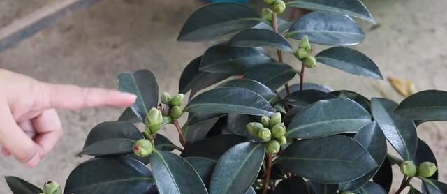 茶叶花养护全指南（从浇水到施肥，让你的茶叶花长得更好）