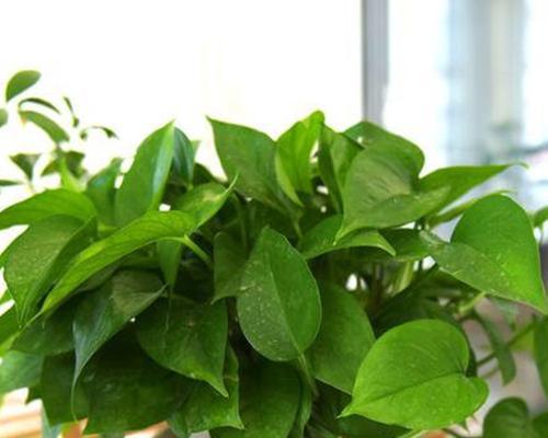 茶叶水浇绿萝好处多，你知道吗？（茶叶水浇绿萝的益处和注意事项）