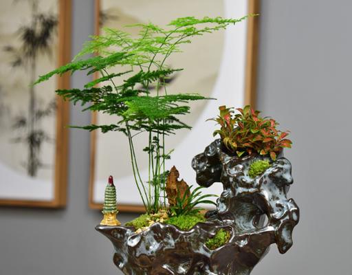 茶叶水能浇文竹吗？探究茶叶水在养护文竹中的奇妙作用（解读茶叶水的养护秘密，让您的文竹倍受呵护）