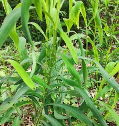 如何种植优质的柴胡（时间、方法、注意事项一网打尽）
