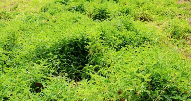 气虚湿重患者必读（适合哪些地方种植，如何养护？）