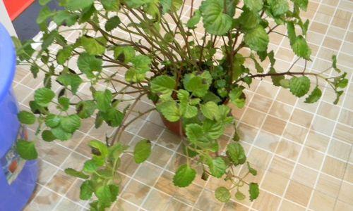 常春藤的浇水方法剖析（多久浇一次水？如何掌握好浇水的节奏？）