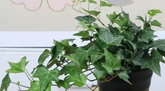 常春藤肥料选择指南（如何选择适合常春藤的肥料）
