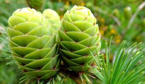 了解常见裸子植物（探秘裸子植物的奥秘）