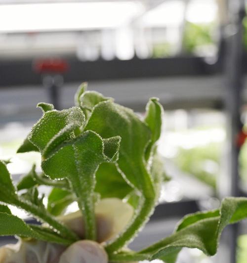 车间绿植装饰（打造舒适健康的工作环境）