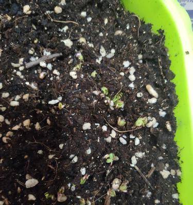 种植车厘子种子的方法与技巧（从选择种子到成长，全方位指导你成功种植车厘子）