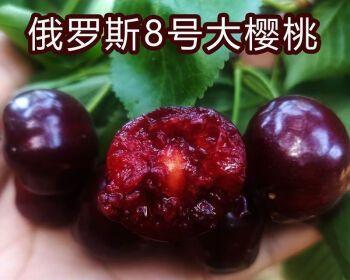 车厘子的盆栽方法（学会这些技巧，家中也能种出甜美的车厘子！）