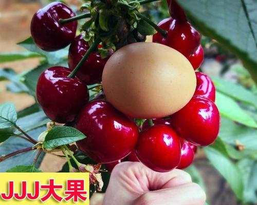 车厘子的别名及营养价值（探寻车厘子的多种称呼和健康功效）