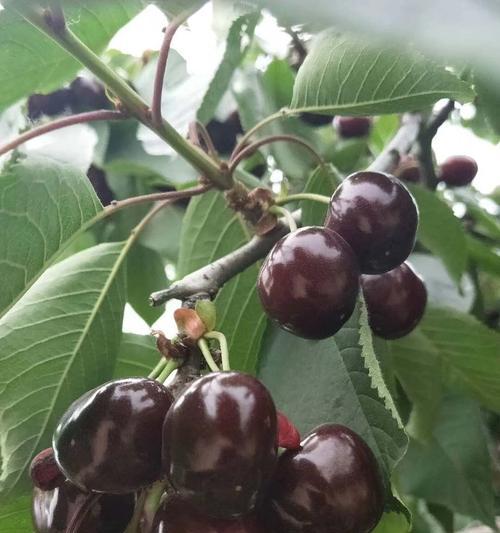 种植车厘子种子的方法（车厘子种子的获取与栽培技巧）