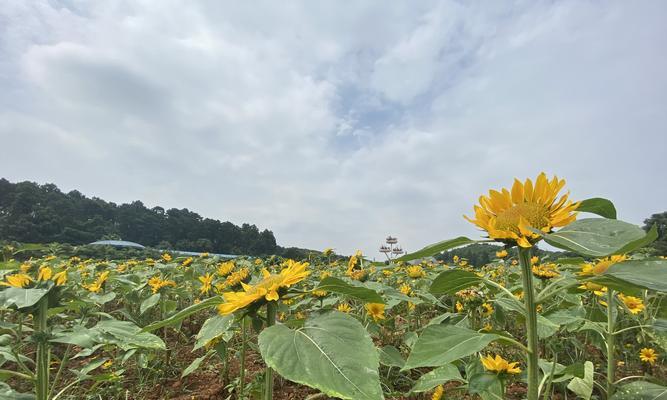 车上适合放什么植物？（打造车内绿色生活，舒适驾驶体验！）