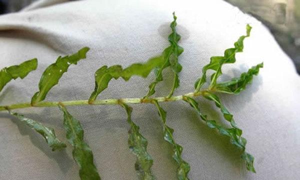 深入了解沉水植物（探究其生长习性与生态作用，助力自然环境保护）