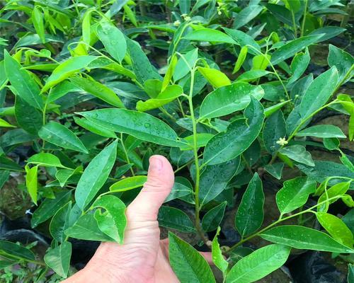 沉香种植地的选择（寻找最适合沉香生长的环境）