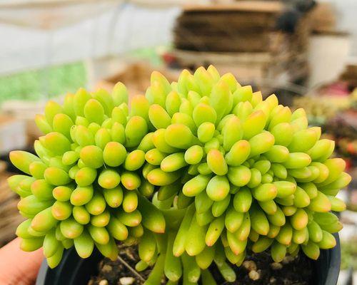 多肉植物适合室内还是室外？（了解多肉植物的生长环境）