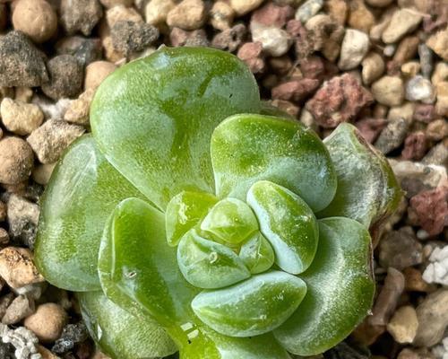 多肉植物有没有种子？（探究多肉植物繁殖方式及其特点）