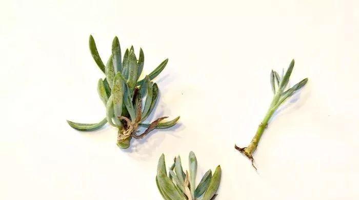 多肉植物修剪完全指南（教你如何正确修剪多肉植物，让它们更加健康美观）