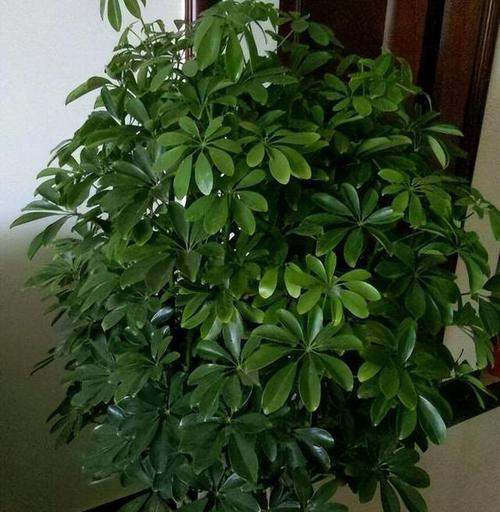 鹅掌柴的浇水技巧（每周一次，关注土壤湿度，保持适度干湿）