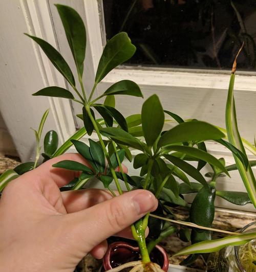 鹅掌柴花期与开花时间（探寻鹅掌柴的花期和繁殖周期，了解其生态特性）
