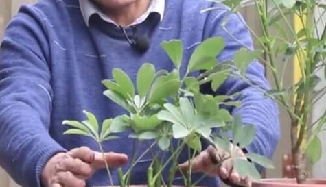 鹅掌柴插枝繁殖技巧（掌握正确方法，让鹅掌柴变得更多姿多彩）