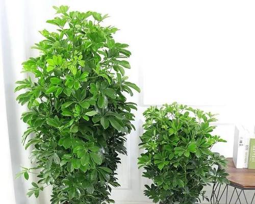 鹅掌柴的耐寒极限究竟是多少？（探究鹅掌柴在寒冷环境下的生存能力）