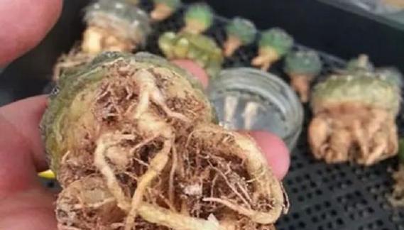 修根技巧，让鹅掌柴更加健康（从基础开始，轻松掌握鹅掌柴修根技巧）