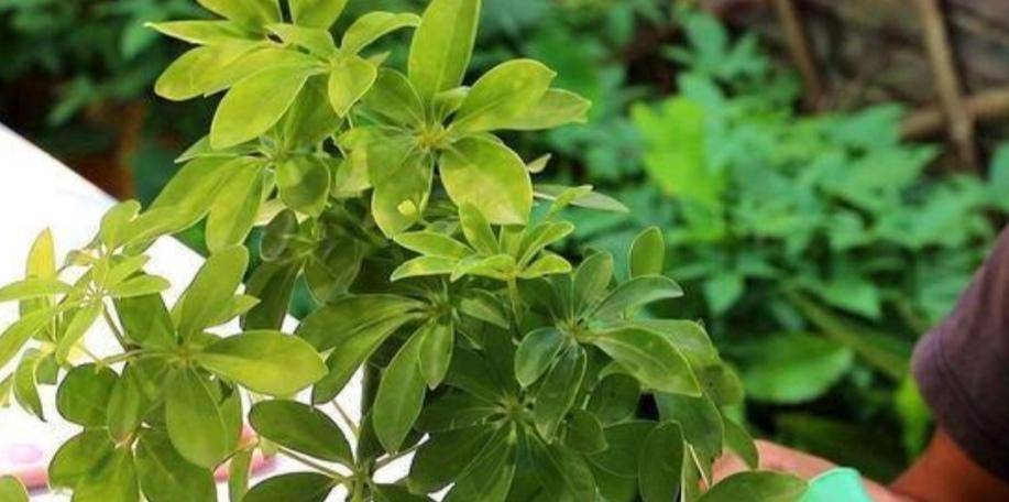 鹅掌柴旺盛生长的养殖方法（打造健康的鹅掌柴种植基地）
