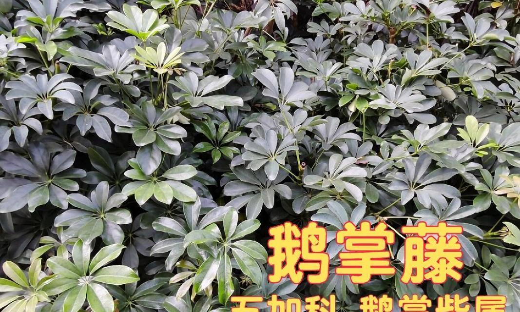 如何养护鹅掌花（一步步打造美丽的鹅掌花园，种出健康的鹅掌花）