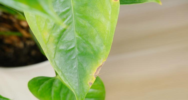 鹅掌花养殖全攻略（如何养殖鹅掌花才能更旺盛？一文带你全面了解！）