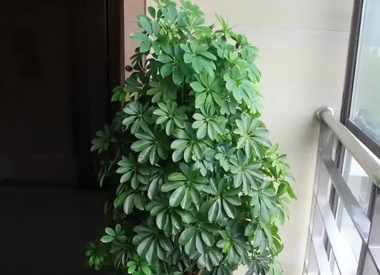 如何防治鹅掌木烂叶子（从病因到防治，全面了解鹅掌木烂叶子的处理方法）