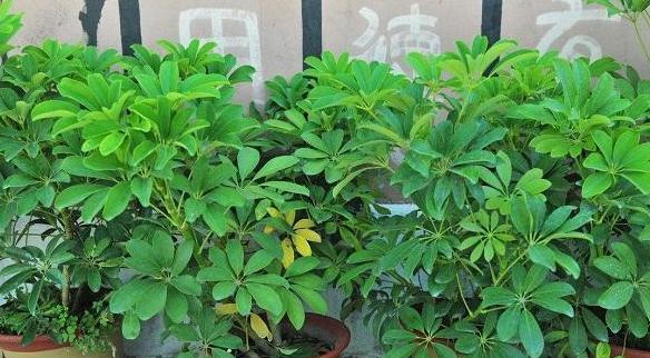 鹅掌木的喜爱——太阳（探究鹅掌木与太阳的关系）