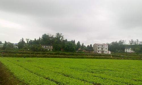 儿菜种植的最佳时间和技巧（如何根据气候和土壤条件种植儿菜？）