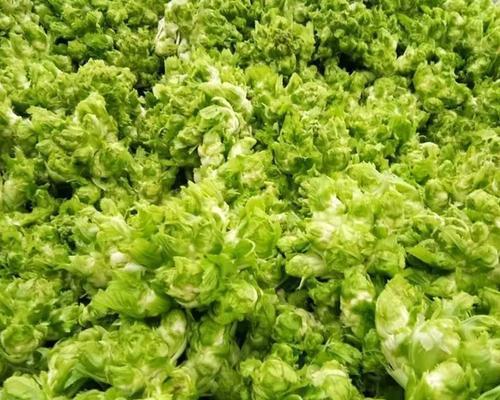 儿菜种植指南（适合种植的地方和方法，让你轻松打造绿色家园）