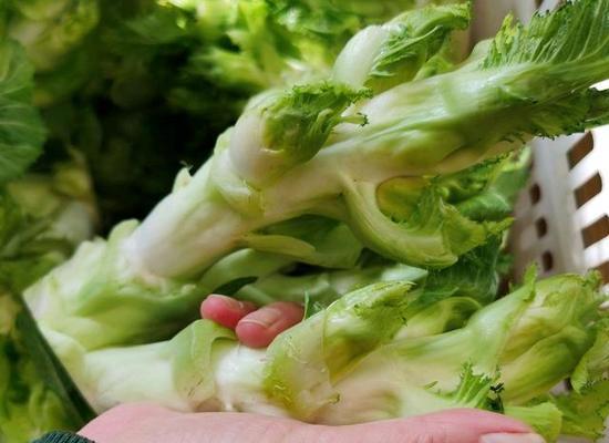 如何正确种植儿菜？（时间、方法全解析！）