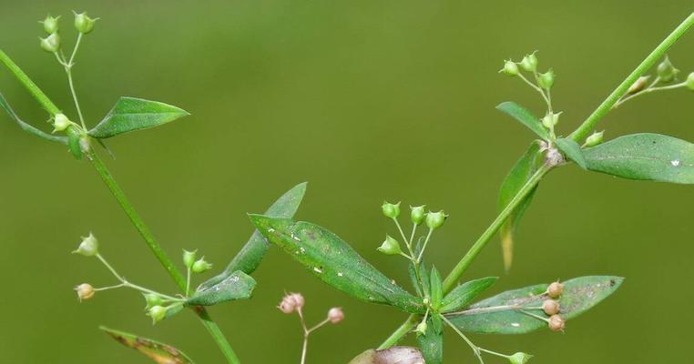 耳草和白花蛇舌草的区别（从叶形、花期、生长环境等方面分析）