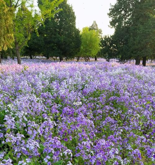 二月兰开花时间及花期（二月兰花开花落，芳香满园情意浓）